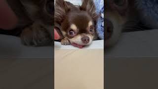 チワワに舌が出てるのを注意してみた#chihuahua