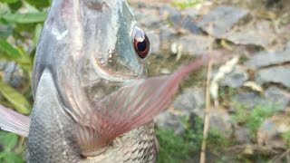 tilapiya fish catching #fishing #villagefish #lake #lakefishing #bigfish #video