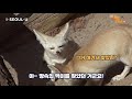 신비한동물사전 26화 사막여우의 나른한 힐링시간 fennec fox’s languid healing time