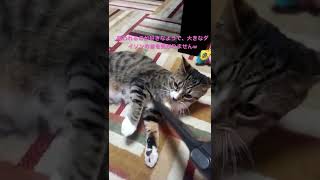 ダイソン掃除機に吸われるのが好きすぎる猫w  #掃除機 #猫