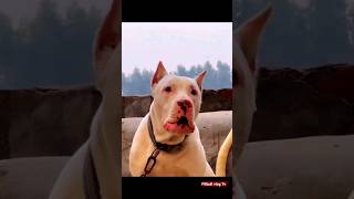 pakistani bully gultair dog #shorts #video #dog #pitbullvlogtv