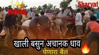 खाली बसुन धाव घेणारा बैल | bail sharyat | ghali basun dhav ghenara bail