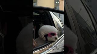 드라이브 좋아하는 강아지  #shorts #petlover #drive #댕댕이 #반려견 #bichonfrise