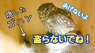 ゴハン隠してソワソワ◆コキンメフクロウのハミィ◆/Little Owl Hamy and tissuehamyhhamy.kokinme