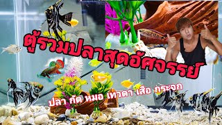 รีวิวปลาป่าและปลาสวยงามหลายชนิดที่อยู่ร่วมกันได้ในตู้ปลาสุดอัศจรรย์!  โอ้โหวน้องสวยมาก All Pet