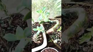 Succulent propagation unpot | 多肉无盆繁殖#shorts