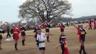 くまがや桜よさこい'16 わいわい連