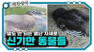 [개진상식] 신기하게 자는 동물들  베스트