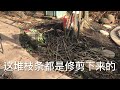 猕猴桃冬季修剪和施肥 美国oregon 后院种植分享 日常生活点滴https youtube.com @yanhuang6825