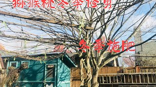 猕猴桃冬季修剪和施肥 # 美国Oregon  后院种植分享 # 日常生活点滴https://youtube.com/@yanhuang6825