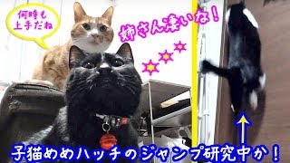 ＜2匹の猫通信＞ハッチとマックの「ほっこりライブ」子猫めめハッチのジャンプ研究所か！逃げる姉さん！2019 03 17　- Cat Live Stream in Japan - Cat Life TV