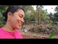 ഇവിടുത്തെ ആണുങ്ങളുടെ അവസ്ഥ... 😂 family vlog vegetable harvest agriculture green chili krishi