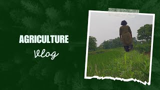 ପଲ୍ହା ରୁଆ, ଜମି କାମ୍ with me@RollyMunda #villagelifestyle #farming