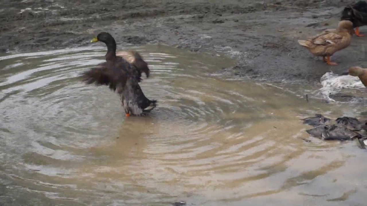 Ducks Bathing At Water Youtube