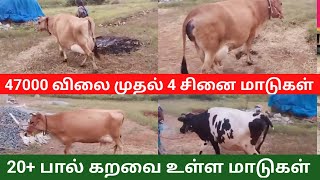 47000 விலை முதல் நான்கு சினை மாடுகள் ஒரே இடத்தில் விற்பனைக்கு 20 லிட்டர் மேல் கறவை உள்ள மாடுகள் sale