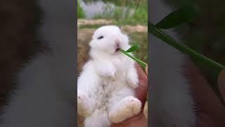 There is a naughty and cute little rabbit in the countryside. Cute pet debut plan. Rabbit. Pasto