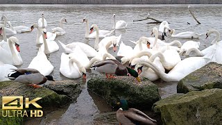 Relaxing Mallard Ducks and Geese Feeding by the Riverside | 4K Birdwatching