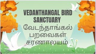 Vedanthangal🕊️வேடந்தாங்கல்🕊️#வேடந்தாங்கல் #birds #sanctuary #செங்கல்பட்டு#vedanthangal