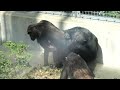 日本で一番幼いチンパンジー スカイ（japan s youngest chimpanzee sky）　とべ動物園　チンパンジー　202303