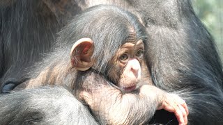 日本で一番幼いチンパンジー スカイ（Japan's youngest chimpanzee Sky）　とべ動物園　チンパンジー　202303