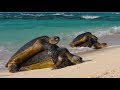 Animals of the Galapagos Islands | Excellent Wildlife Documentary