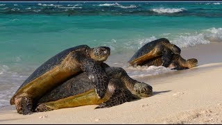 Animals of the Galapagos Islands | Excellent Wildlife Documentary