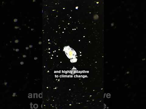 What kingdom does rotifer belong to?