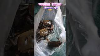 কেঁকোৰা এনেদৰে খাইছেনে বাৰু????