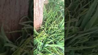 அழகான சோற்று கற்றாழை காட்சி | Natural View of Aloe Vera | #Shorts