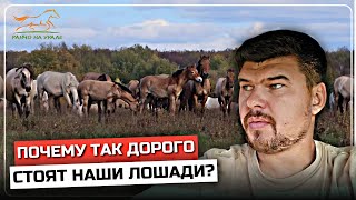 Начались продажи наших башкирских лошадей | Почему так дорого стоят наши аборигенные лошади