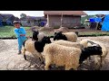 Domba Garut Banyak, Menggemaskan ~ Fun With Sheep