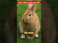 Top 5 countries with most rabbit in the world 😮 #shots #trending #viralvideo #facts ##youtubeshorts