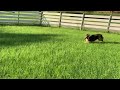 【宿泊先のドッグランにて楽しむ愛犬】a favourite dog to enjoy at the dog park where you are staying. sheltie エソラ