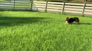 【宿泊先のドッグランにて楽しむ愛犬】A favourite dog to enjoy at the dog park where you are staying.#sheltie #エソラ