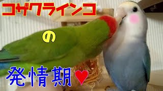 【コザクラインコ２羽の発情行為の違い】コザクラインコの発情行為に悩む飼い主。