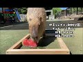 2021カピリンピック 2021 capylympic capybara olympic