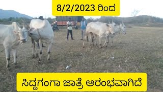 siddaganga cattle fair start in 8/2/2023 ಸಿದ್ದಗಂಗಾ ದನಗಳ ಜಾತ್ರೆ ಆರಂಭವಾಗಿದೆ