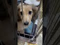 口笛の音を初めて聞いた時🐶？