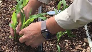 Essential Corn Hack: What You're Missing for a Perfect Harvest! #growingsweetcorn #thinningcorn