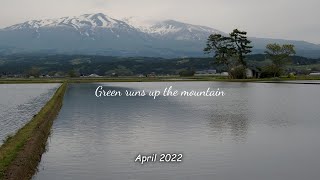 2022「 駆け上る緑 」鳥海山　新緑のグラデーション　庄内平野　田んぼ水張り　遊佐町　山形県