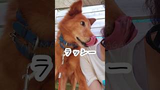 YouTube「アニスマ」ラッシーくん #シェルター #保護犬 #香川県 #animal