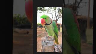 MITHU talking parrot 💯🦜