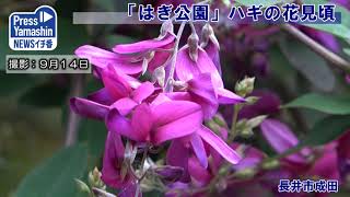 「はぎ公園」ハギの花見頃　長井市成田