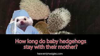 How long do baby hedgehogs stay with their mother? - Ask Quilly