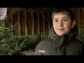 choisir son sapin de noël en marchant au milieu des arbres