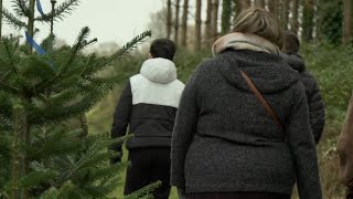 Choisir son sapin de Noël en marchant au milieu des arbres