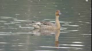 Northern pintail, Anas acuta