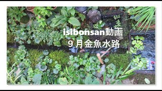 isibonsan 動画 9月 金魚水路その他