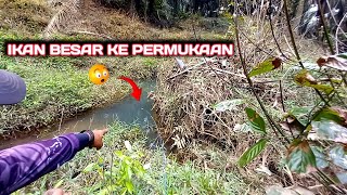 SELERA MAKAN IKAN MENINGKAT HANYA DENGAN UMPAN SEKECIL INI