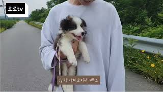 보더콜리 1개월 아기 첫 산책🐶 (보더콜리 키우기 입문편)